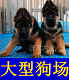 赛级血统德牧纯种幼犬狗狗出售 高品质弓黑背德国牧羊犬宠物狗
