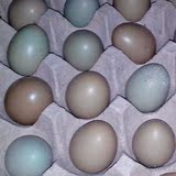野鸡蛋 种蛋 受精蛋 克孵化小鸡土鸡蛋绿壳蛋贵妃蛋20个包邮