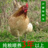 沂蒙山正宗3年农家散养土鸡新鲜农户散养母鸡新鲜走地鸡