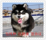 阿拉斯加幼犬出售阿拉斯加犬活体宠物狗狗赛级阿拉斯加雪橇犬