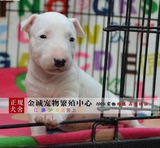 双赛级血统家养护卫犬 纯种牛头梗犬幼犬 活体宠物狗狗出售23