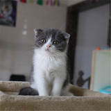 出售纯种英短蓝白 蓝猫折耳幼猫 英国短毛猫 宠物猫活体 有视频