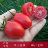 新鲜小水果番茄 千禧果 小柿子 西红柿 圣女果 无公害 樱桃小番茄