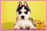 三把火哈士奇纯种幼犬狗出售 西伯利亚雪橇犬赛级哈士奇宠物狗狗
