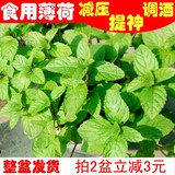 薄荷叶盆栽罗勒九层塔苗食用柠檬香草绿色办公室阳台植物室内花卉