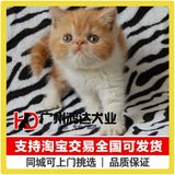 支持淘宝交易出售纯种加菲猫 异国短毛猫猫咪宠物猫支持现场挑选