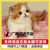 支持淘宝交易出售纯种加菲猫 异国短毛猫 猫咪宠物猫支持现场挑选