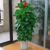 深圳客厅办公室吸甲醛净化空气绿植盆栽花卉室内大盆大型绿萝植物