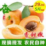 农家新鲜杏子酸甜应季孕妇有机水果现摘现发大黄杏农产品5斤包邮