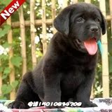 黑色拉布拉多犬纯种幼犬出售 导盲犬缉毒犬拉布拉多宠物狗