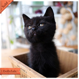 【Catworks】猫工房 纯种孟买猫/小黑豹黑猫宠物猫短毛猫已去新家