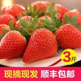 宁波新鲜有机奶油草莓 巧克力草莓3斤装顺丰包邮草莓基地采摘送礼