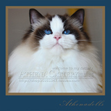 【雅典娜布偶猫】布偶猫海豹双色布偶猫 种猫 Serena/只展示不售