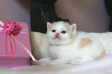 CFA英国短毛猫苏格兰折耳猫纯种浅三花英短蓝白乳白净梵猫咪