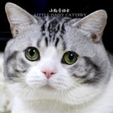 【小雏菊猫舍】美国短毛猫 美短银虎斑加白种公展示 起司猫