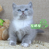 【宠猫屋】纯种英国短毛猫 英短蓝白浅紫 宠物活体幼猫白手套妹妹