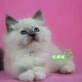 自家繁育 纯种宠物猫 美国布偶猫 蓝重点色布偶 布偶活体幼猫弟弟