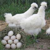 青鸟乌鸡蛋20枚笼养高营养低胆固醇滋补佳品 绿色有机推荐精品