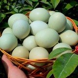 正宗洪湖散养土鸡蛋 地方特产 新鲜土鸡蛋乌鸡蛋柴鸡蛋30枚包邮
