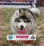 北京出售赛级巨型阿拉斯加幼犬纯种雪橇犬宠物狗狗棕红烟灰色包邮
