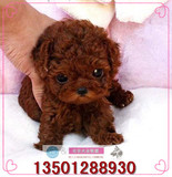 韩国泰迪犬纯种茶杯幼犬出售棕色巧克力色超小活体袖珍贵宾宠物狗