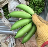 【占鲜生】海南海口三亚新鲜热带水果香蕉 帝王蕉7斤皇帝蕉39
