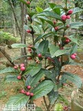 越南抱茎茶花四季海棠山茶花树苗茶树木果树庭院植物室内盆栽花卉