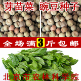 麻豌豆种子芽苗菜水培蔬菜种子无土栽培四季阳台冬季豆芽批发包邮