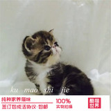出售宠物猫异国短毛猫 加菲猫纯种幼猫活体 家养红虎斑黄白健康
