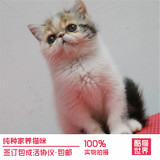 猫舍出售异国短毛猫 加菲猫三花 黄白 红虎斑宠物猫加菲 活体幼猫