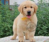 纯种金毛幼犬宠物狗狗出售 专业繁殖血统保证纯种健康