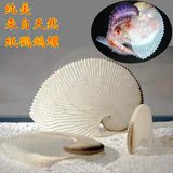 标本海螺贝壳收藏精品螺纸鹦鹉船艄螺广告创意橱窗装饰品摆件