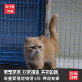 红虎斑加菲猫活体纯种幼猫MM妹妹异国短毛猫宠物可上门挑选