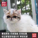 CFA纯种 加菲猫宠物猫 异国短毛猫  家庭散养保健康 幼猫 活体