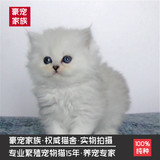 猫舍直销宠物猫金吉拉银渐层活体幼猫幼崽纯种英短银渐层包成活
