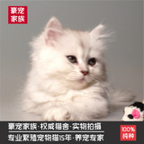 宠物活体猫咪 纯种金吉拉高地幼猫银色渐层小猫绿眼2号弟弟
