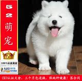 出售萨摩犬幼犬纯种白色活体宠物狗狗犬北京送狗上门04