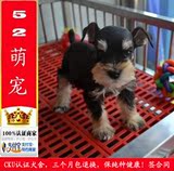 出售雪纳瑞犬幼犬纯种迷你活体宠物狗狗犬北京送狗上门10