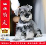 出售雪纳瑞犬幼犬纯种迷你活体宠物狗狗犬北京送狗上门15