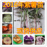 蔬菜苗 紫薯苗 红薯苗 山芋苗 地瓜苗紫薯种子番薯地瓜苗种子