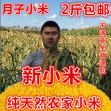 2015年东北特产农家新小米有机月子黄小米非转基因小黄米500克