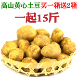 2016新土豆新鲜蔬菜高山马铃薯老黄心洋芋土豆泥粉片5斤特价包邮