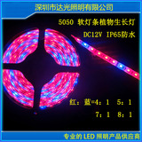 LED软灯条植物生长灯带5050红蓝防水DC12V