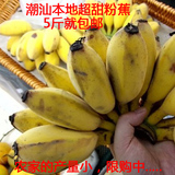 广东潮汕香蕉米蕉粉蕉农家自种新鲜水果海南皇帝蕉纯天然无催熟