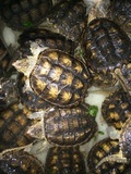 黄壳杂佛鳄鱼龟、佛鳄龟，进口大鳄龟小鳄龟，10到11厘米，全品