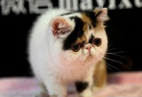【靓梵名猫】CFA注册加菲猫 异国短毛猫 纯种猫 宠物猫 波斯猫 猫