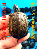 宠物龟外塘金线草龟中华草龟 墨龟 乌龟大苗3.5-4厘米