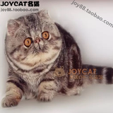 加菲猫活体宠物纯种赛级异国短毛猫虎斑母幼猫预订JOYCAT美国CFA
