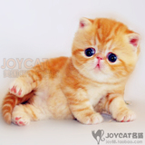 纯种加菲猫 宠物猫 美国CFA 活体异国短毛猫 红虎斑公 幼猫需预订