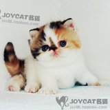 加菲猫赛级纯种异国短毛猫活体宠物三花梵文母幼猫 JOYCAT美国CFA